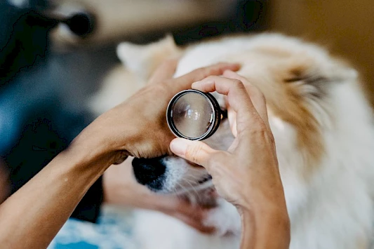 Augenambulanz für Hunde, Katzen und Kleintiere