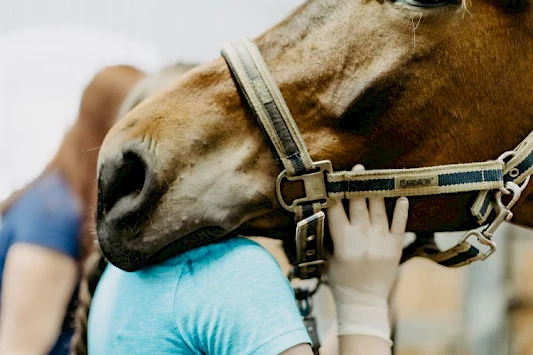 Betreuung der sedierten Pferde